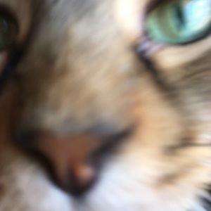 Meet your Posher, Chad